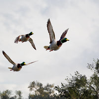Wild Duck Woodland Lake