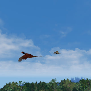 High Pheasants