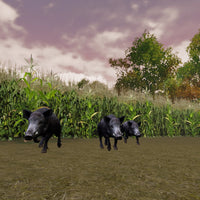 Wild Boar Corn Field