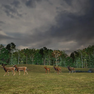 Fallow Deer Grass Meadow