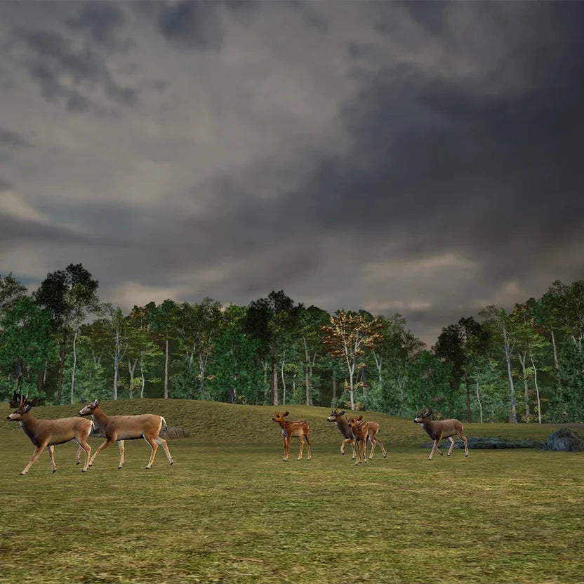 Fallow Deer Grass Meadow