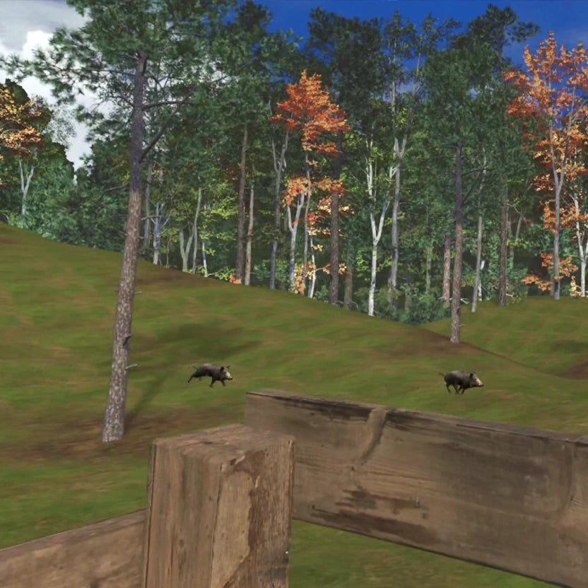 Wild Boar Hilly Forest