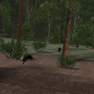 Wild Boar Hunting Lane