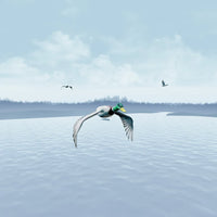 Mallard Duck