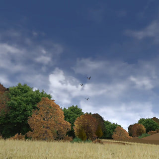Wood Pigeon Farmers Field