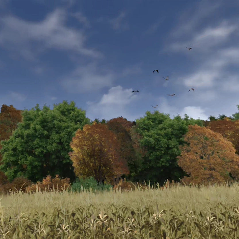 Wood Pigeon Farmers Field
