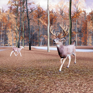 White Tail Deer Trail